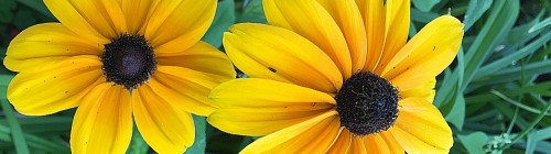 Is There Hope for Marriage? Yellow Flowers - Hope for Marriage