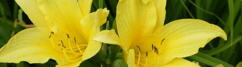Communication Is More Than Talking Yellow Lilies