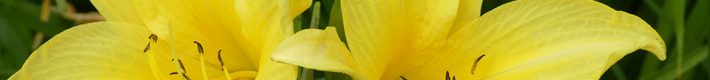 Communication Is More Than Talking Yellow Lilies