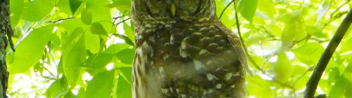 Reflection: Helping Others Tennessee Owl