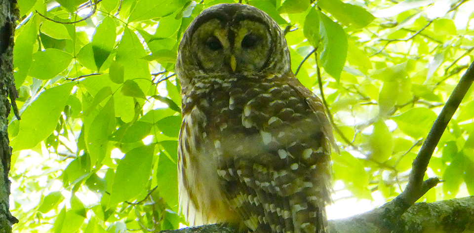 Tennessee Owl