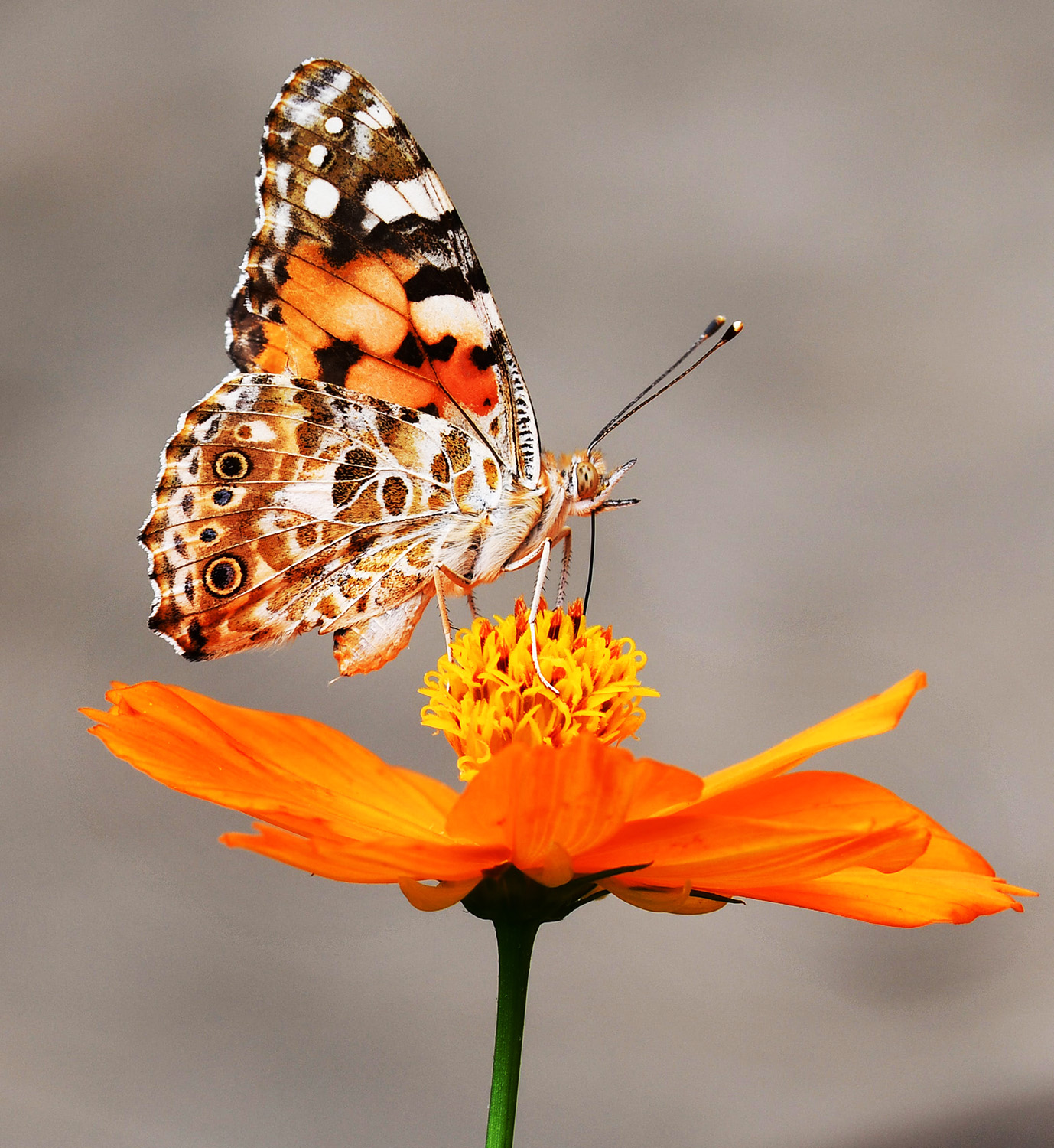 Butterfly on Flower